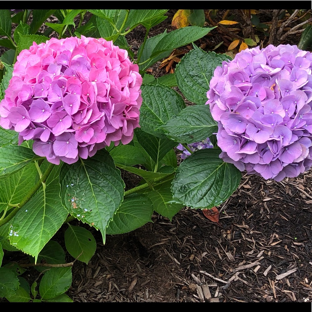 Meet your Posher, Rhonda